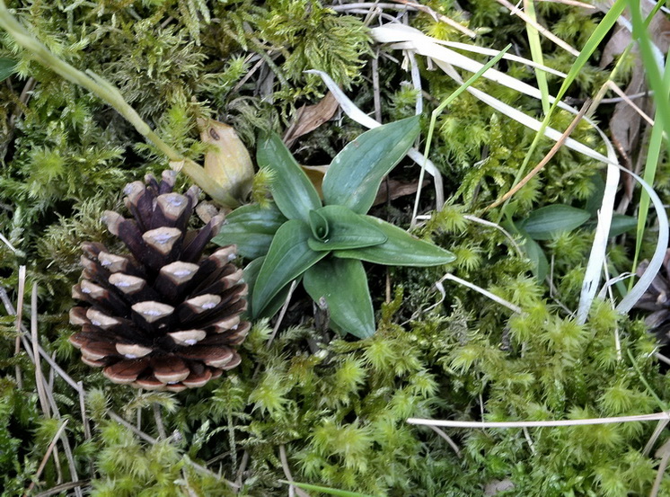 Goodyera repens